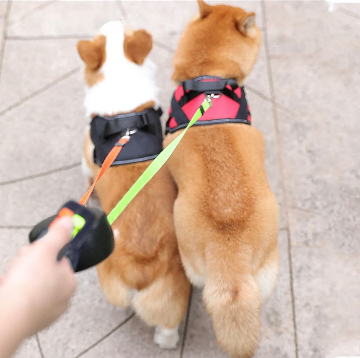 Duo leash up to 28 lbs per Dog